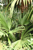 Trachycarpus fortunei RCP8-2014 200.JPG